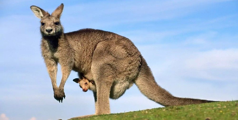 makanan khas australia 4.jpeg